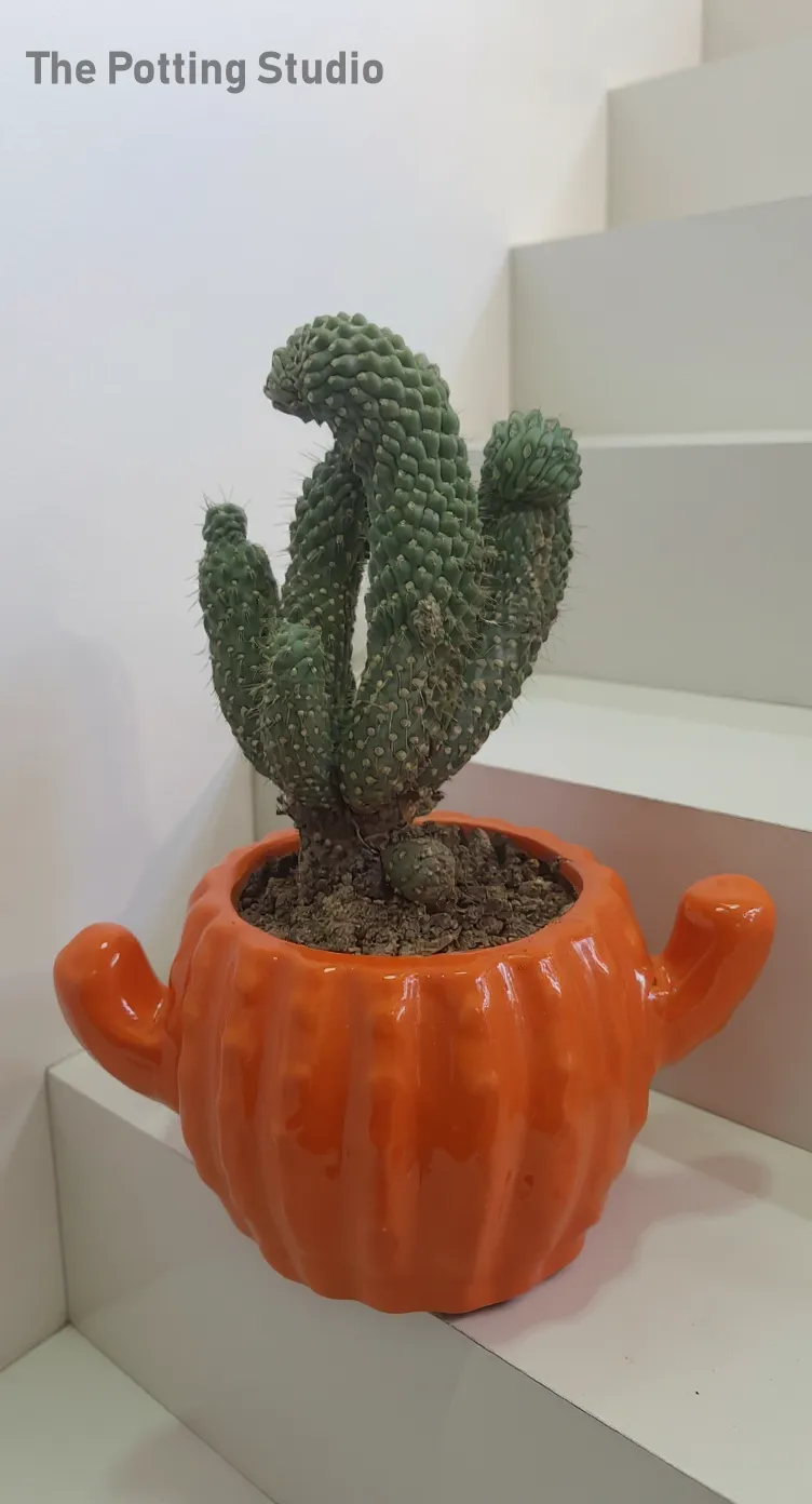 Cactus~Cylindropuntia fulgida i