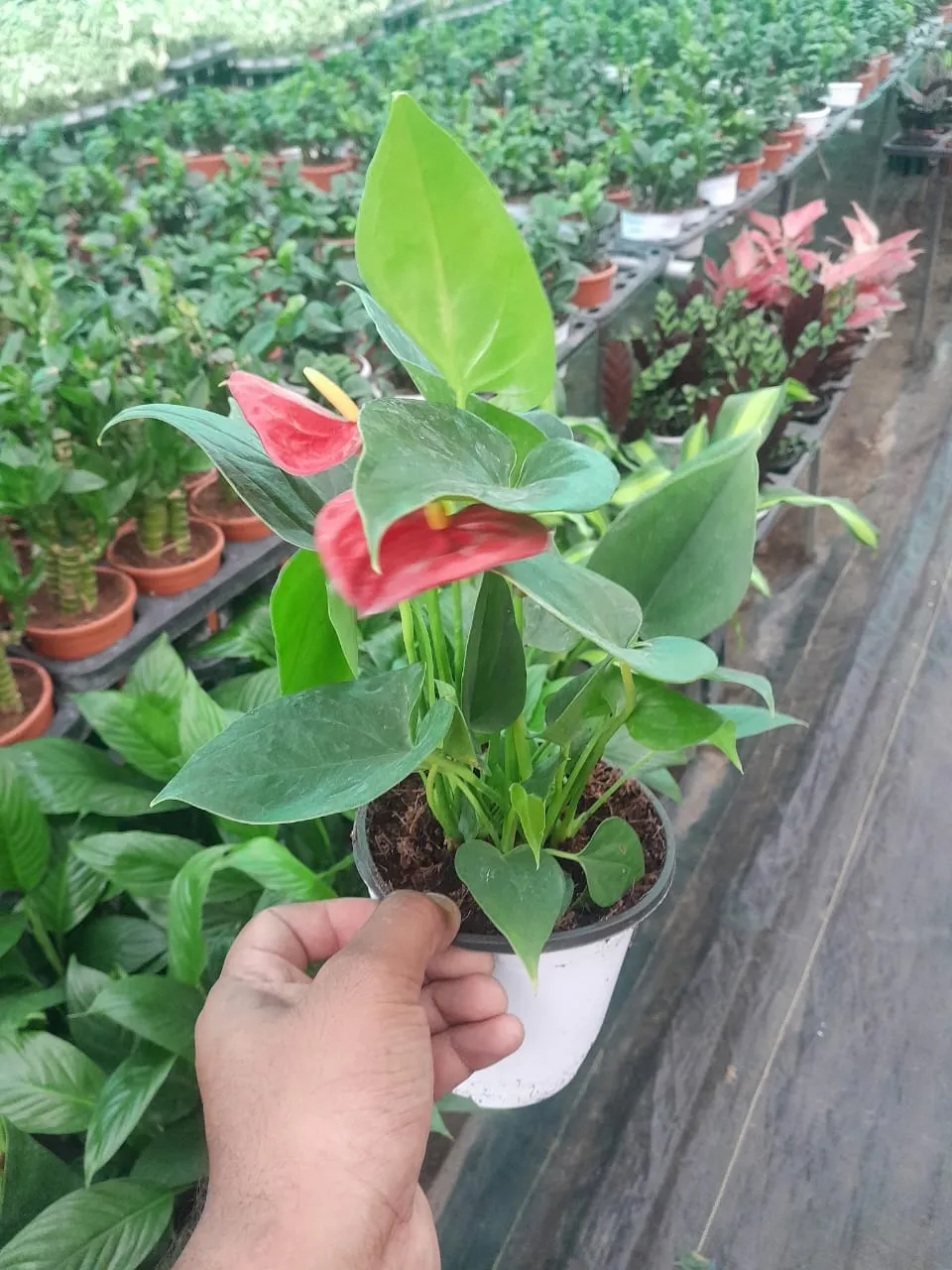 Anthurium Plant