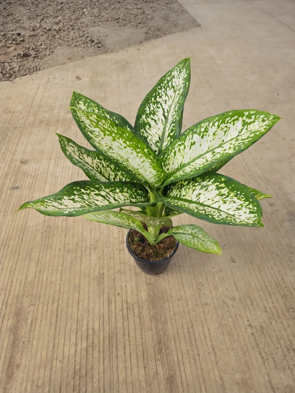 Aglaonema Silver Queen