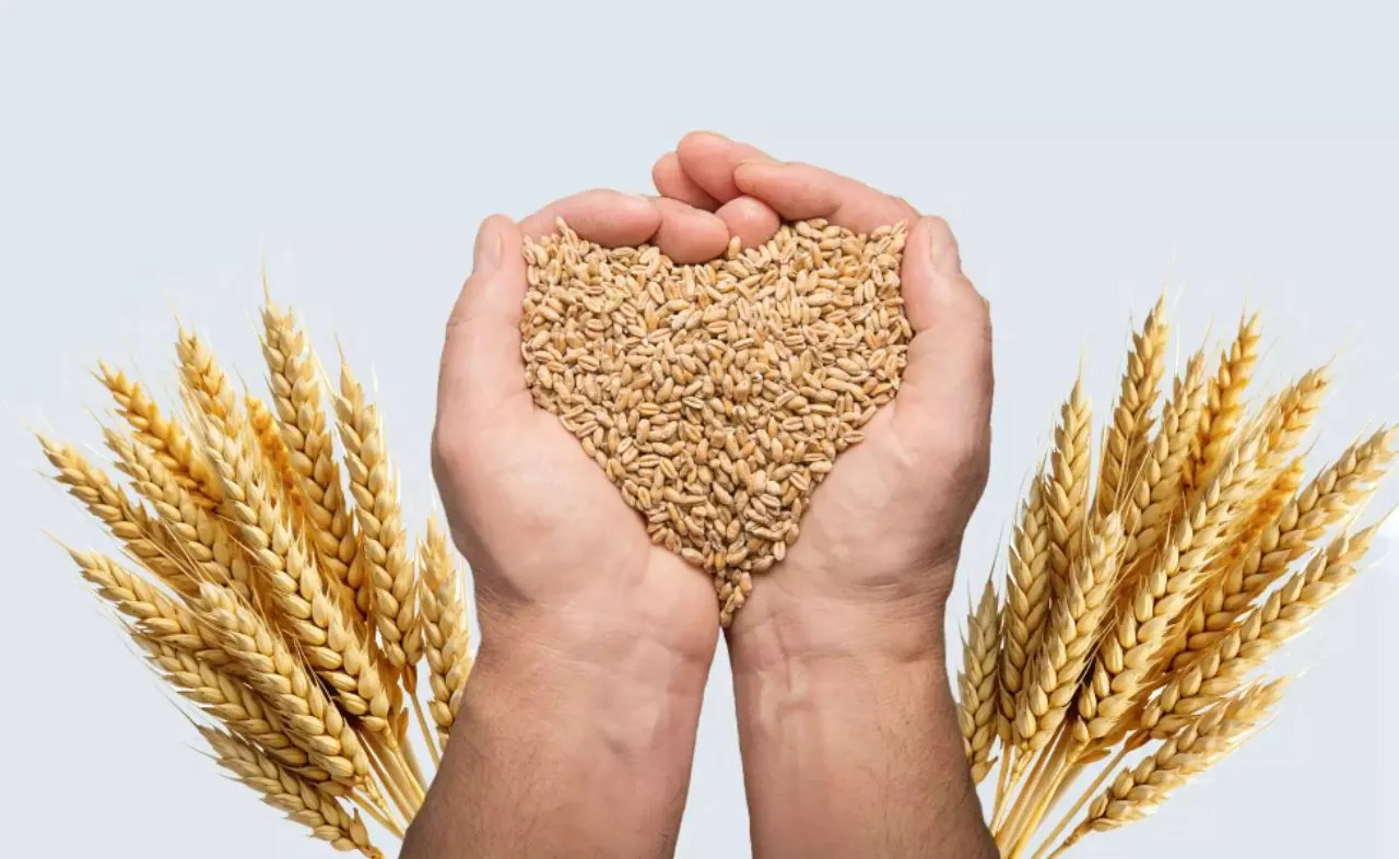 Natural Wheat Grains 1 Kgm