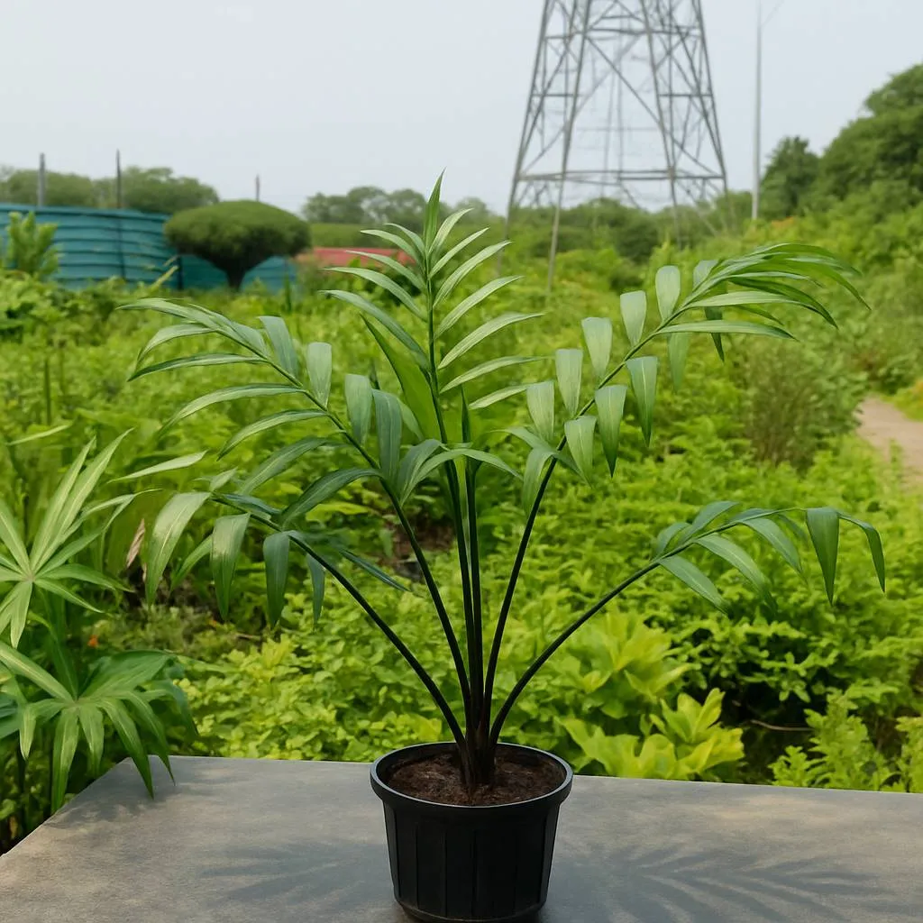 Livistona Rotundifolia