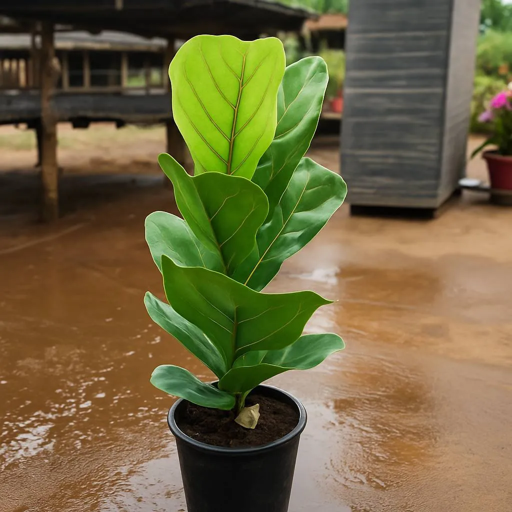 Fiddle Leaf Fig