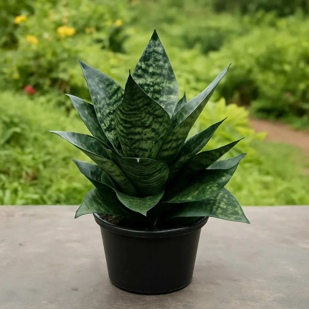 Sansevieria Thai Plant