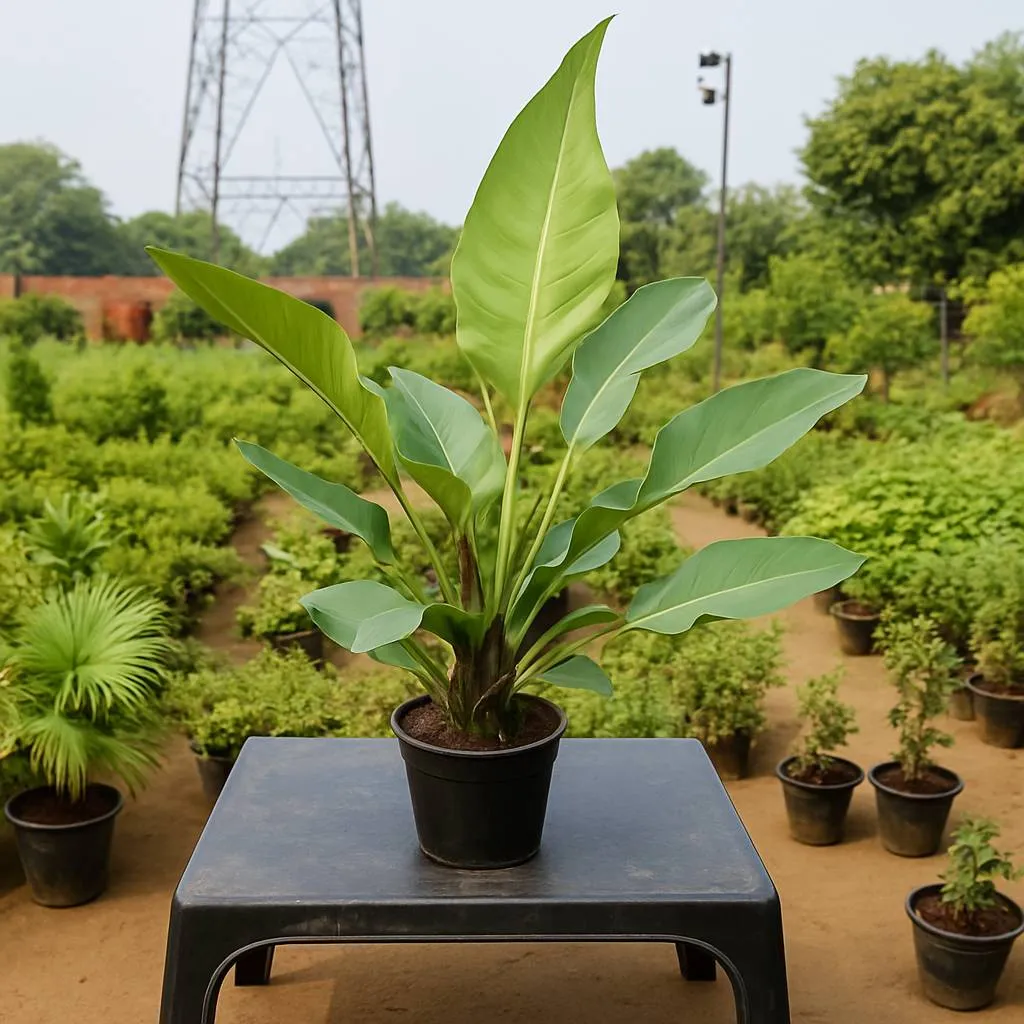 Philodendron Bigleaf