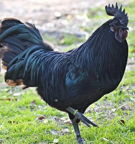 Chicken Kadaknath 1 Kg