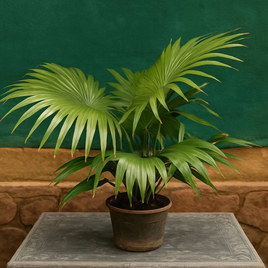 Chaina Palm