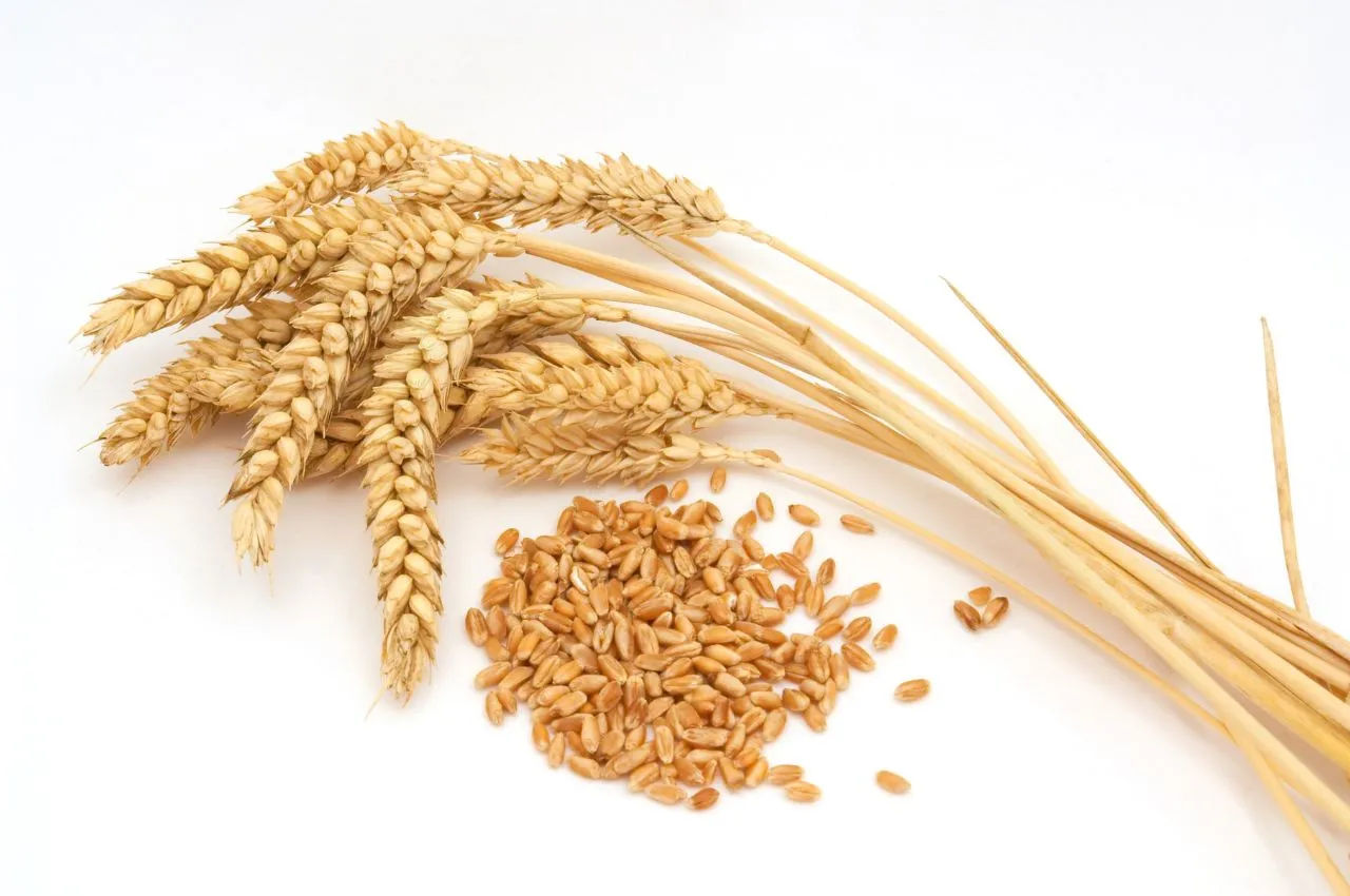 Premium Wheat घवू Grains 1 Kgm