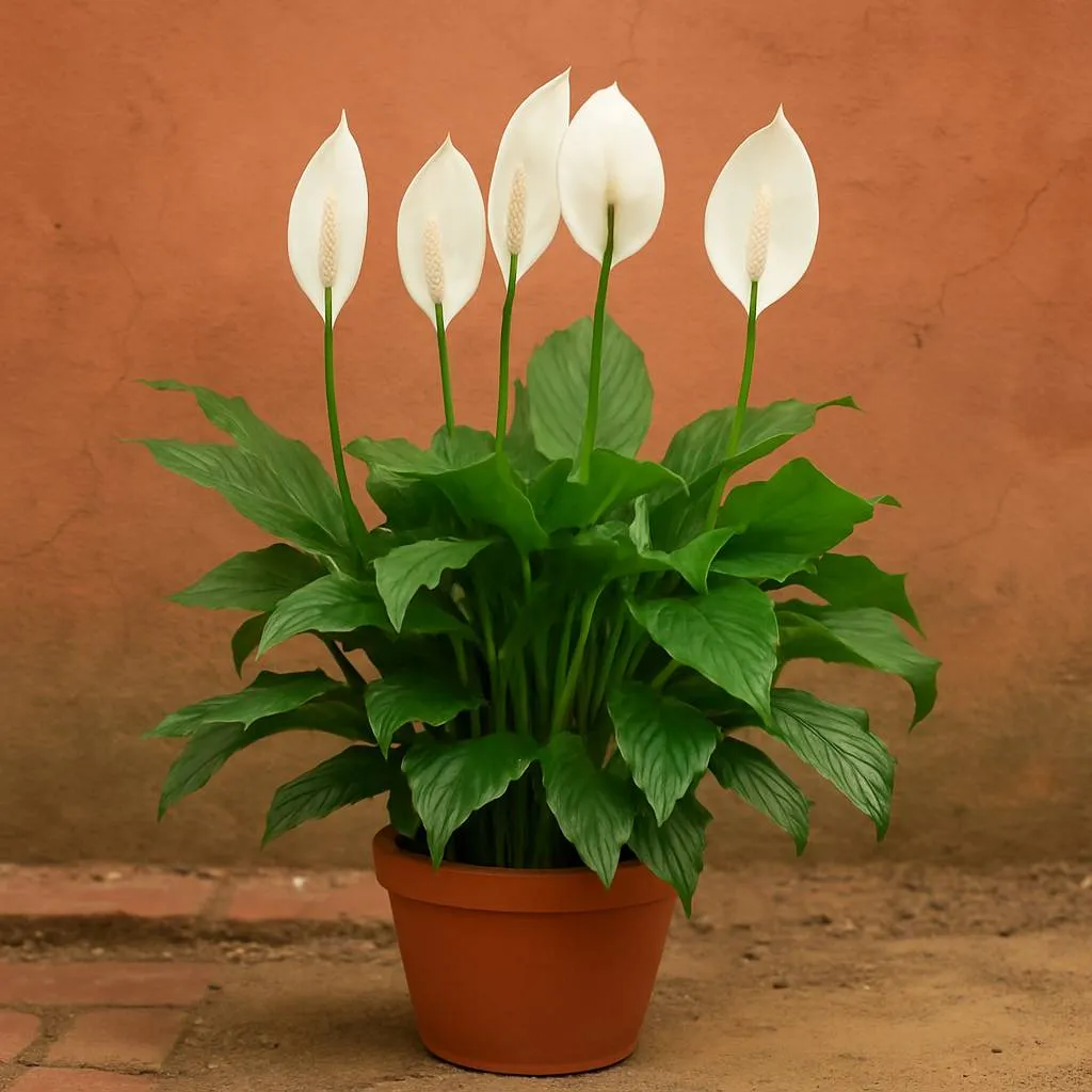 Peace Lily