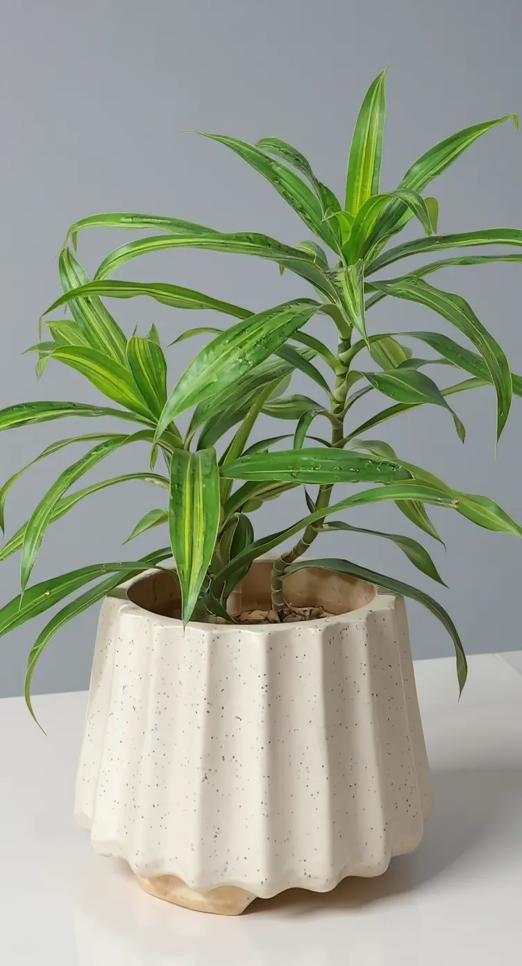 Dracaena Reflexa