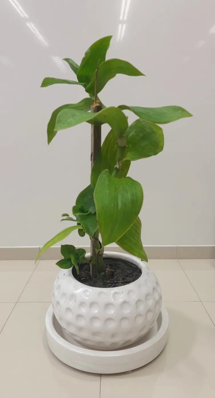 Tradescantia Plant