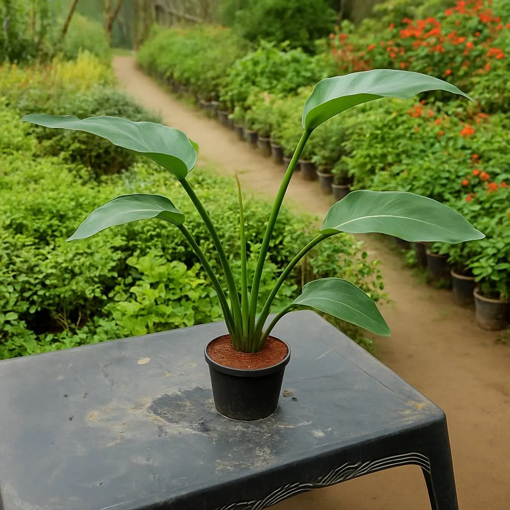 Bird of Paradise Plant