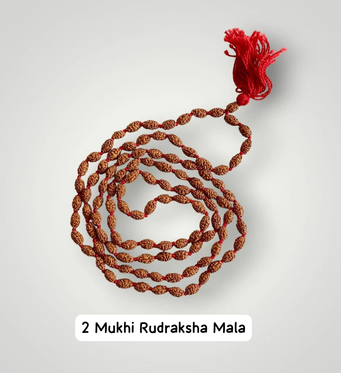 AstroBJ 2 Mukhi Rudraksha Mala "Siddh & Energised" A+++ Quality view 2