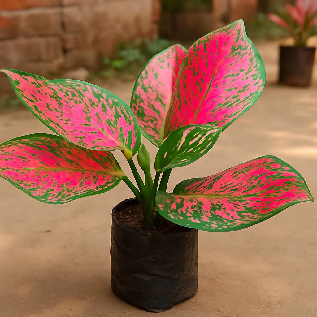 Aglaonema Pink Splash
