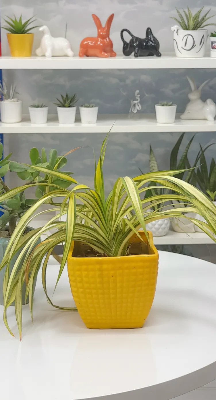 Spider Plant