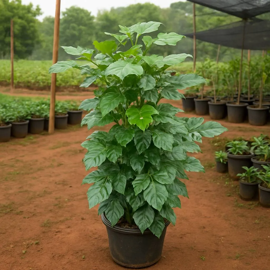 Red Machira Plant