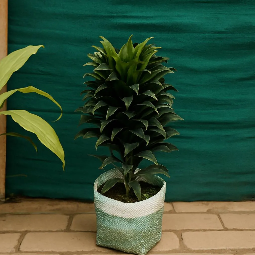 Dracaena Compacta
