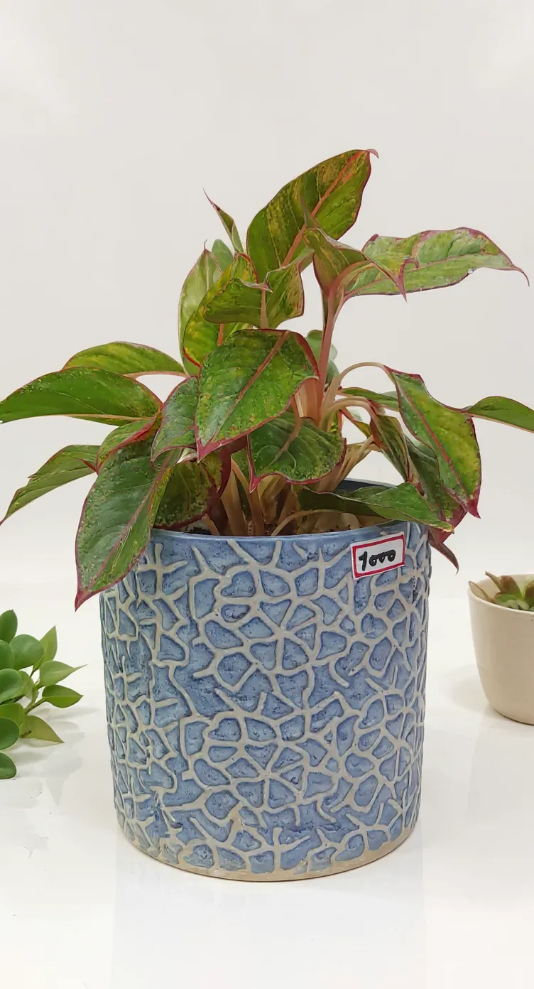 Aglaonema Lipstick