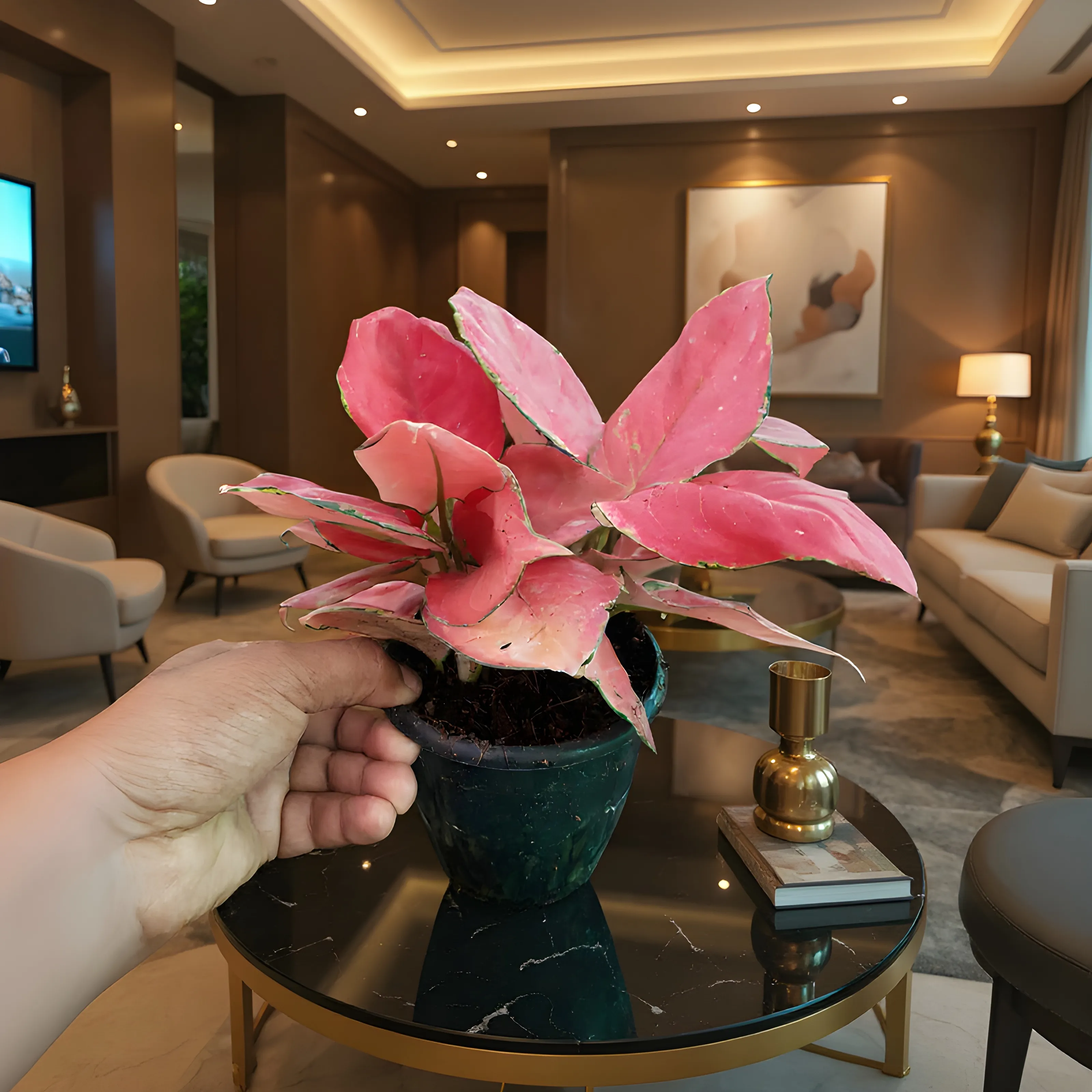Pink Aglaonema