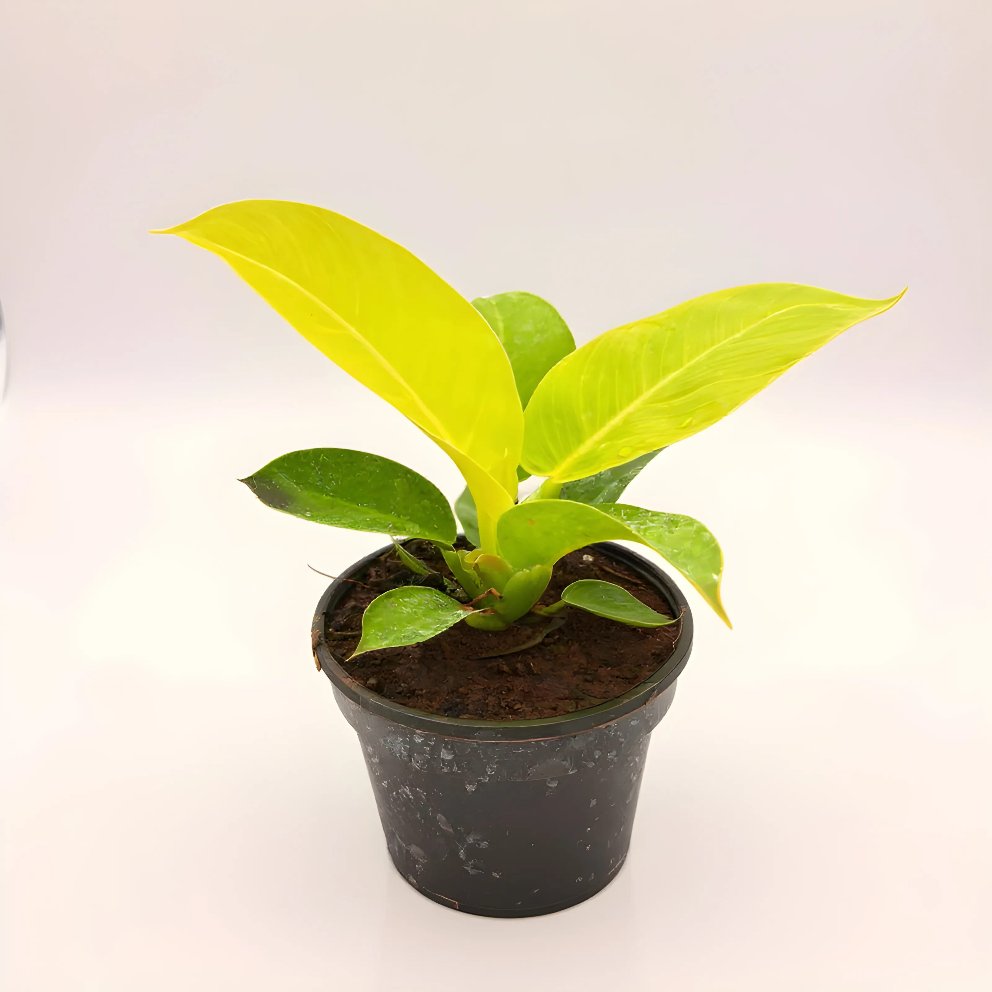 Green Orchid Plant