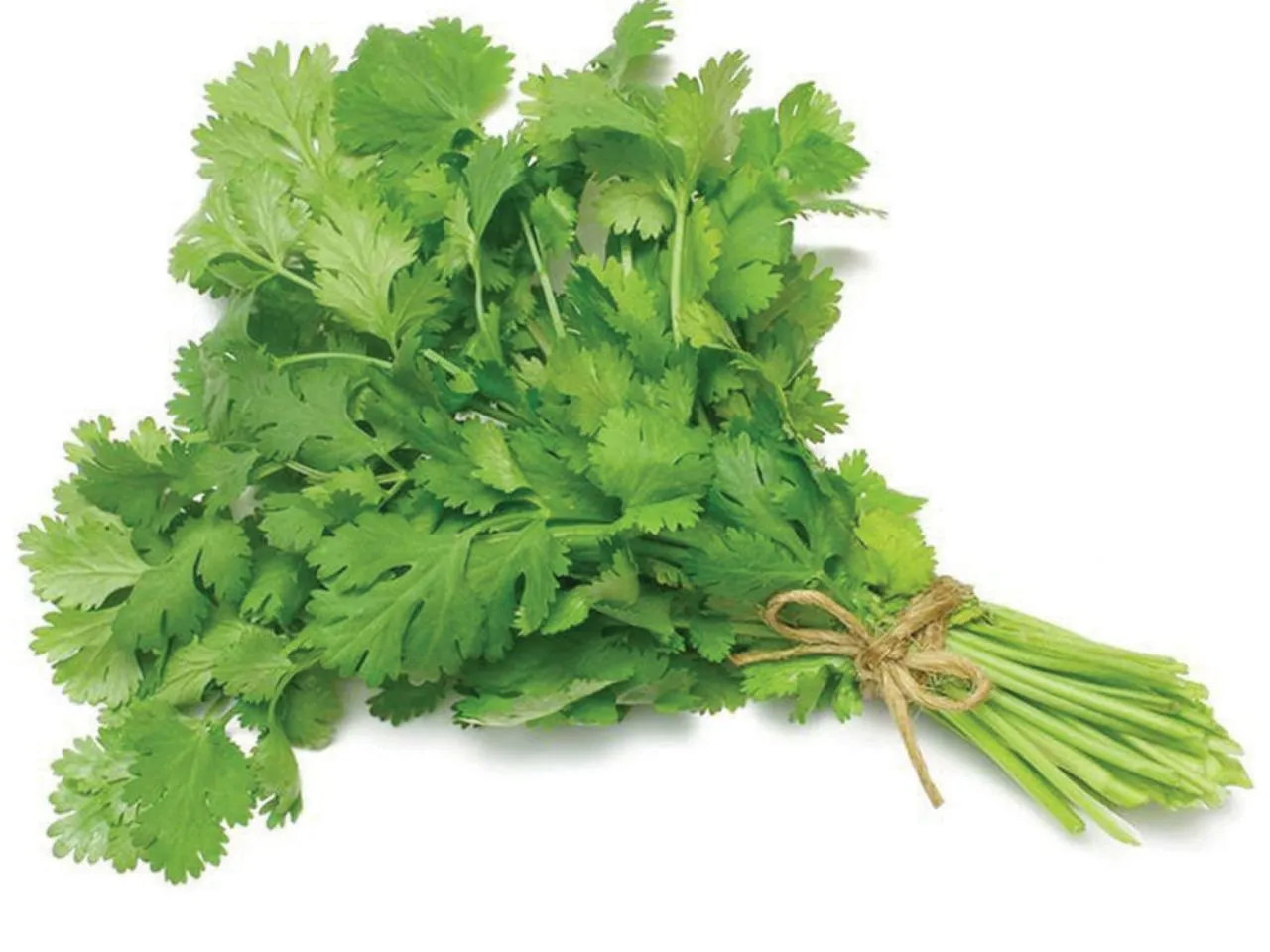 Fresh Coriander 100g
