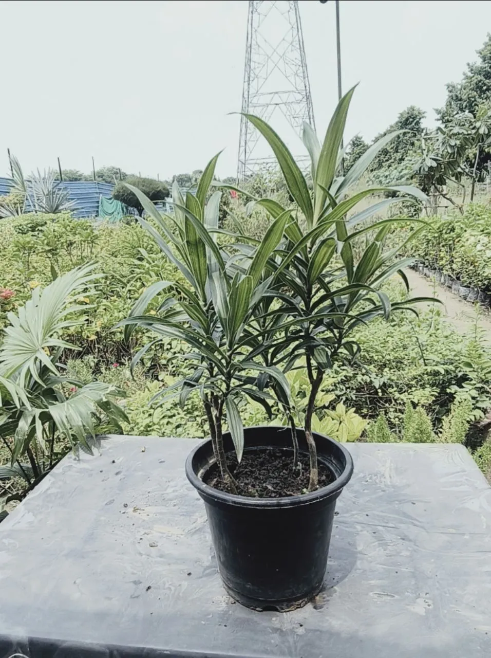 Dracaena Reflexa