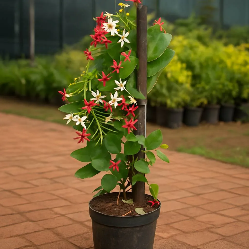 Madhu Malti Vine