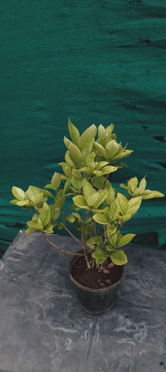 Gardenia