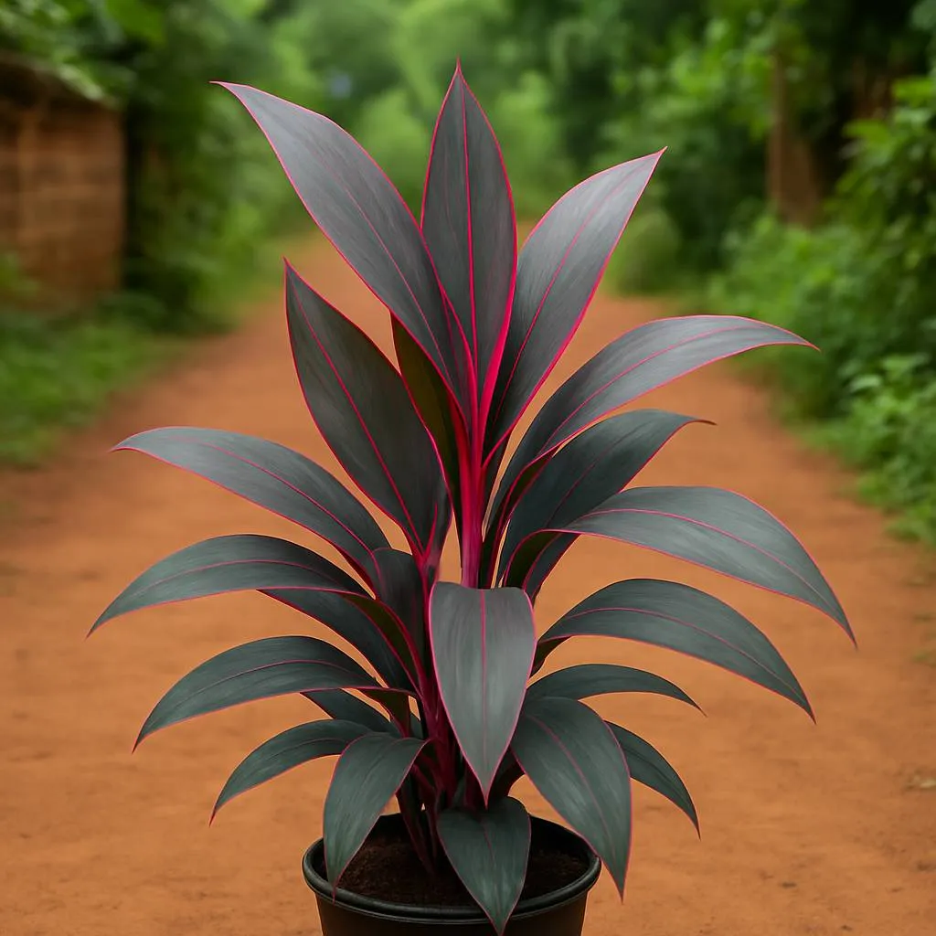 Cordyline fruticosa Ruby