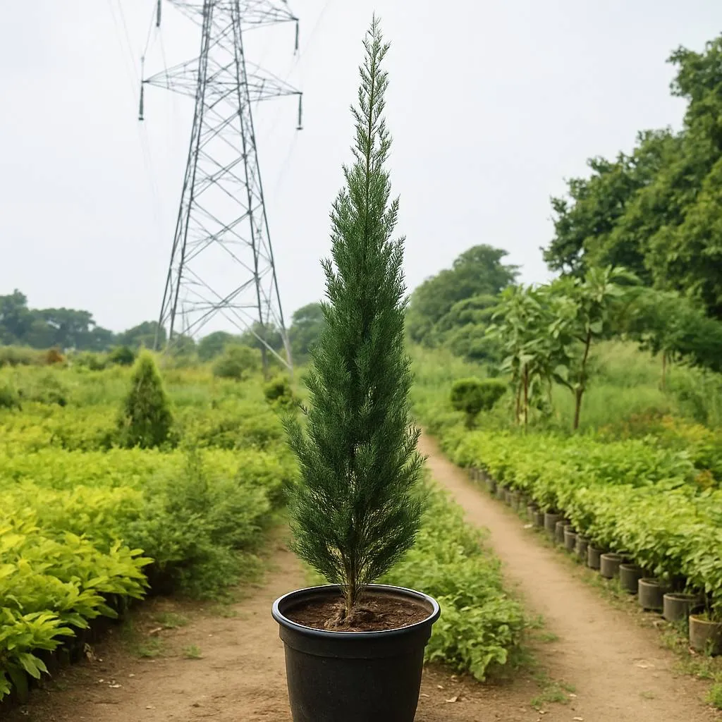 Italian Cypress