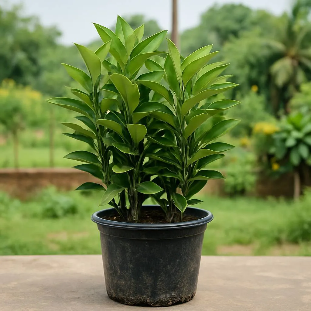 Green peadiances
