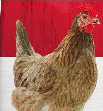 Chicken Crailor  1 Kg