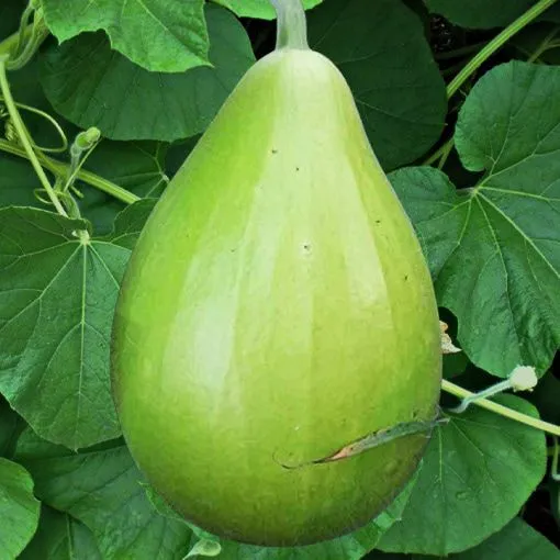 Green Round Bottle Gourd 1kg
