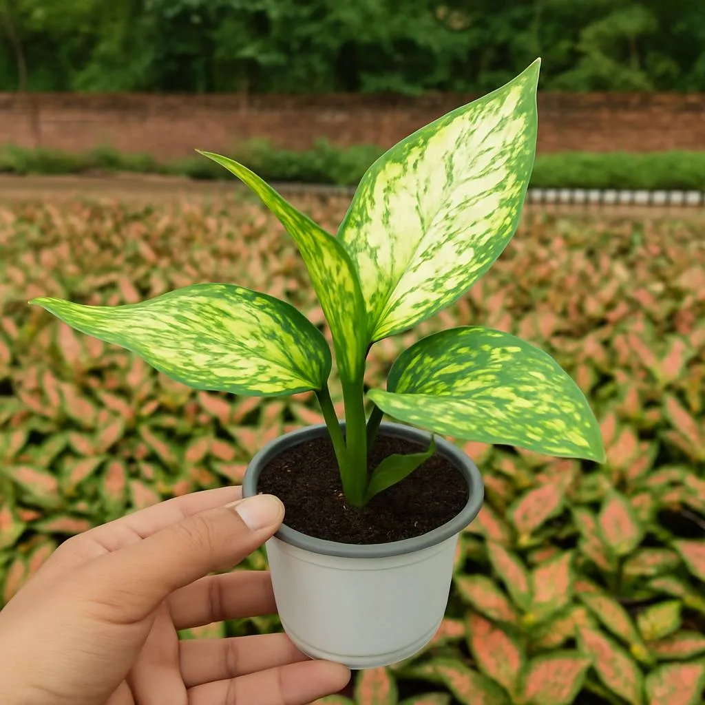 Aglaonema Silver Bay