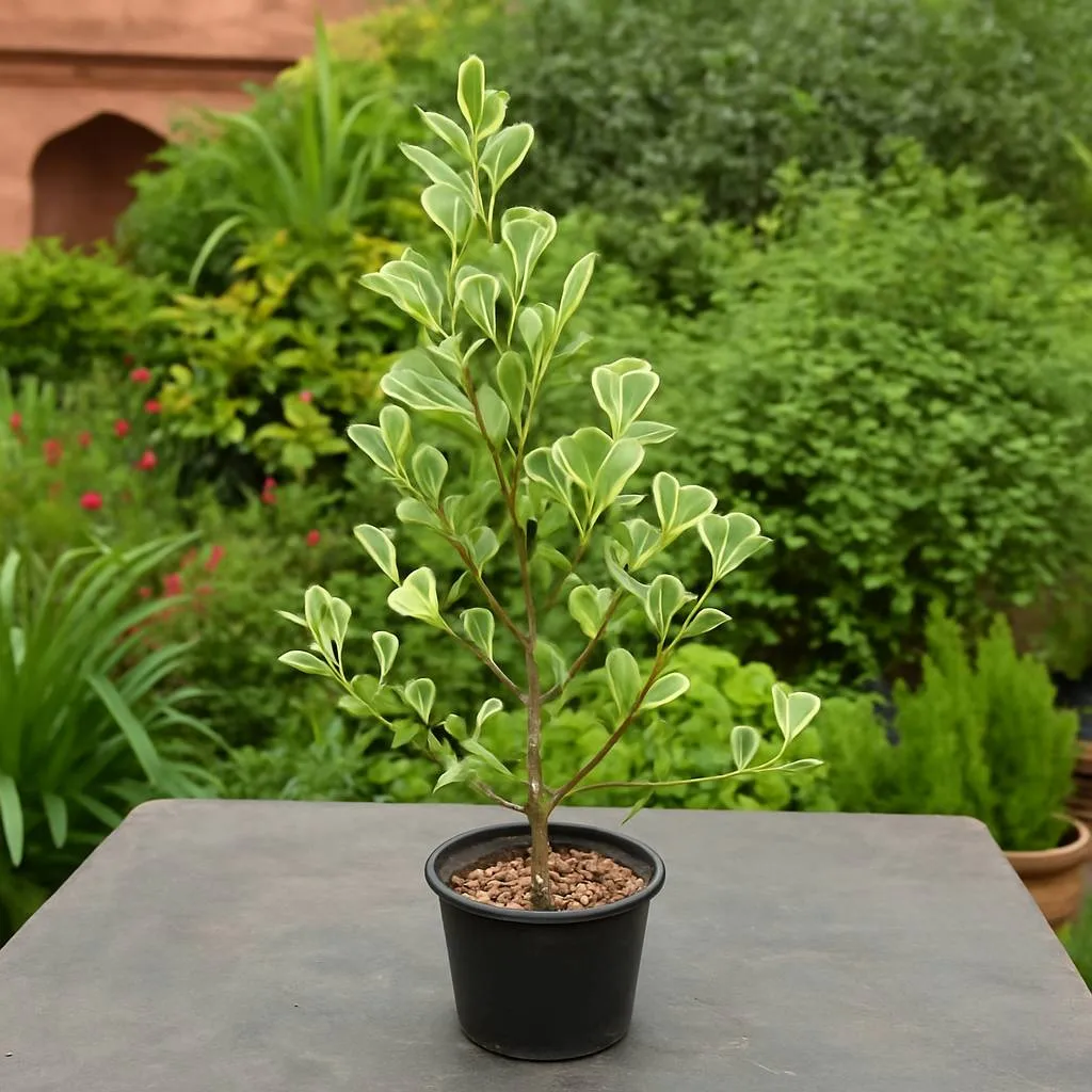 Ficus Trianguls