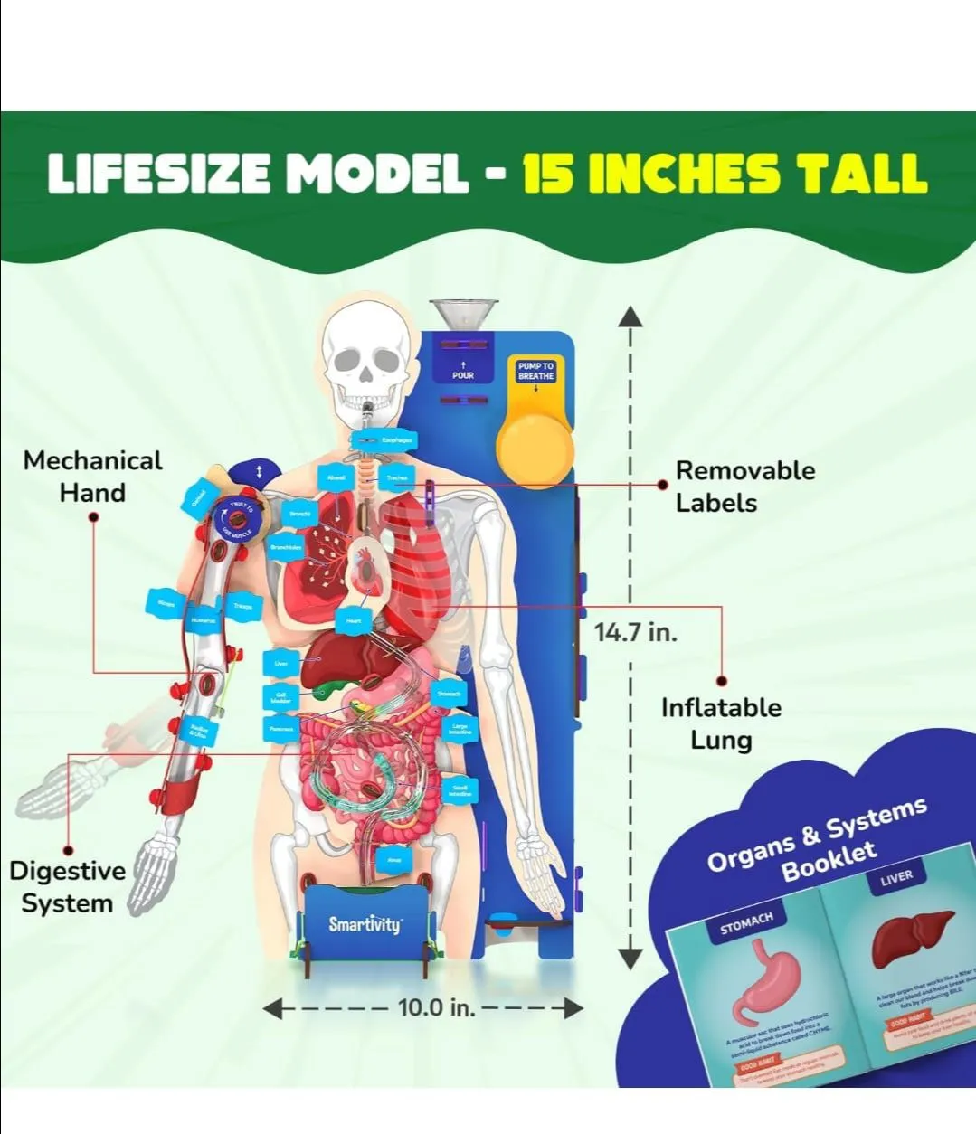 Smartivity Interactive Human Body view 5
