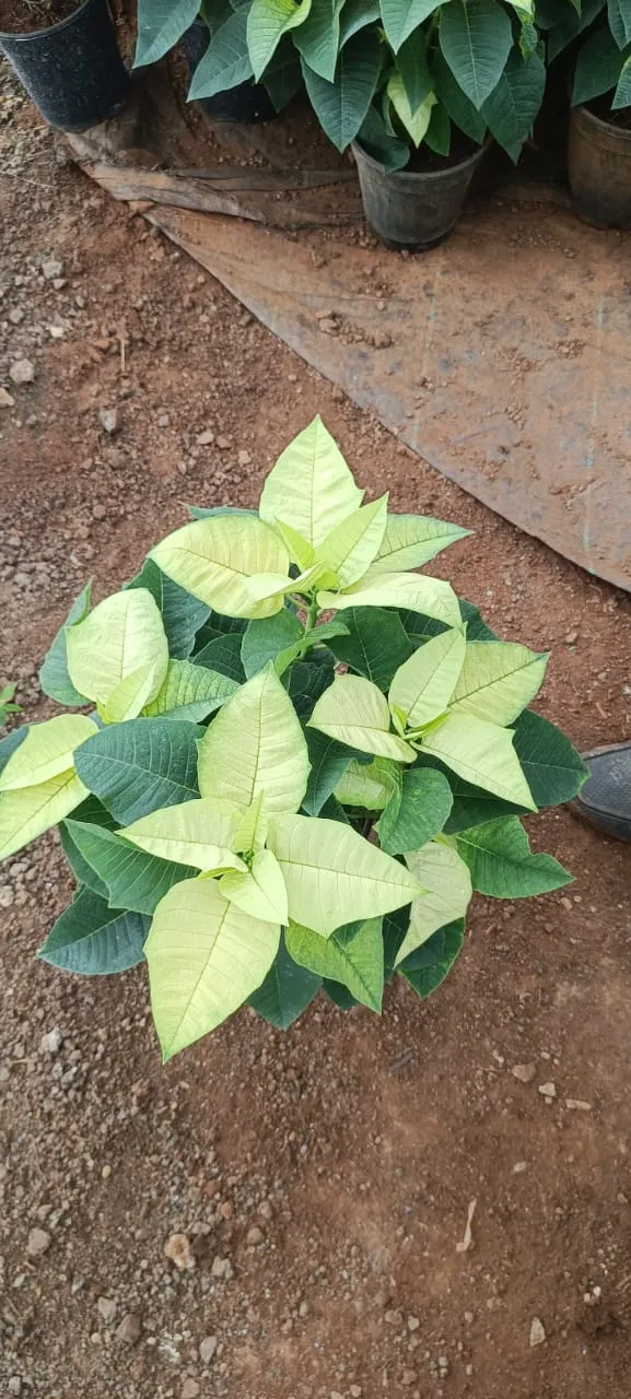 Potted Poinsettia