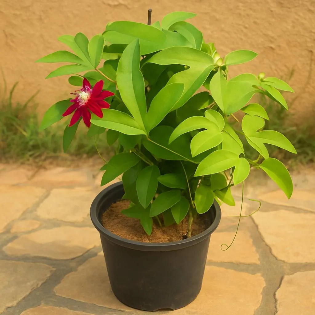 Passiflora