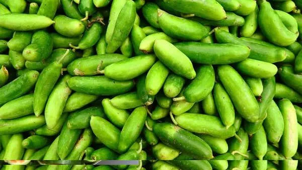 Fresh Kundru 250g