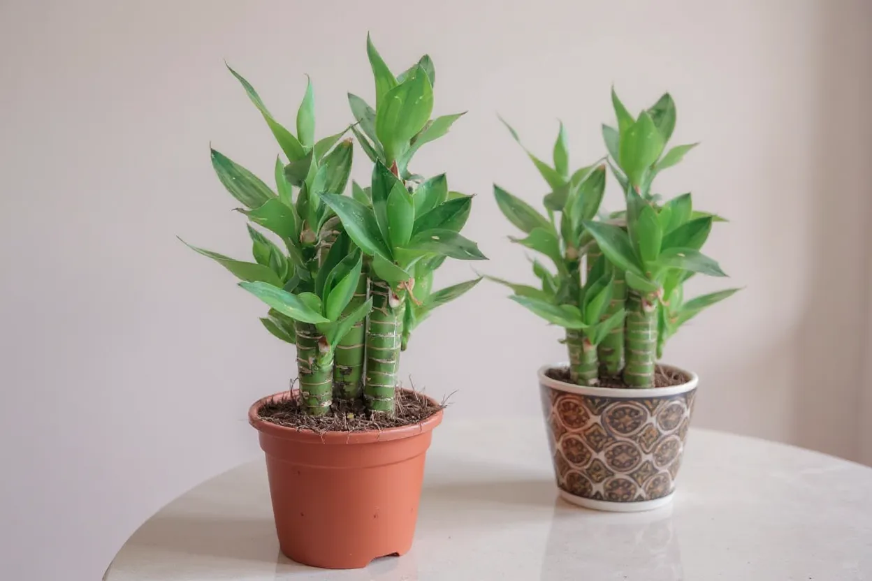 Lucky Bamboo