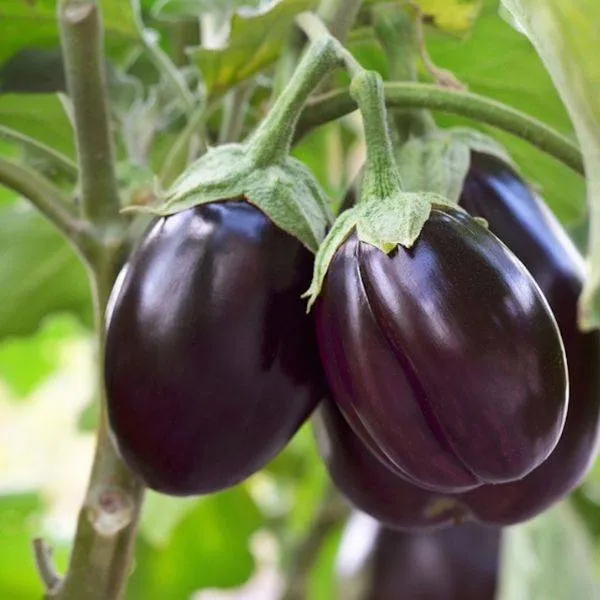Fresh Brinjal 500g