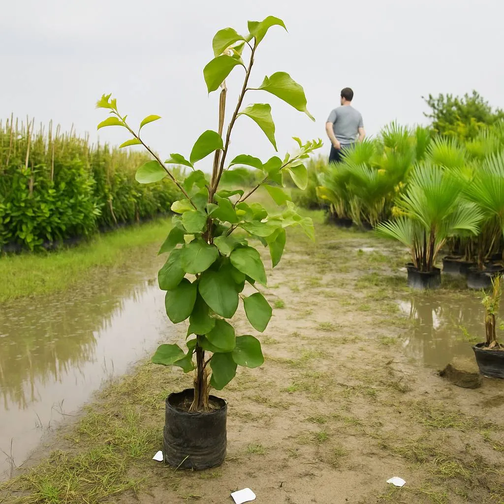 Lemon Tree Sapling