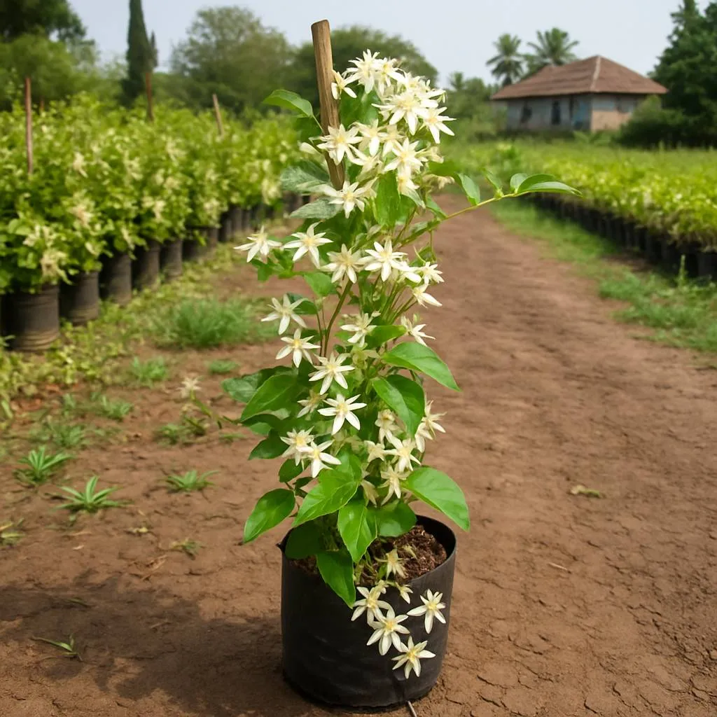 Jasmine Plant