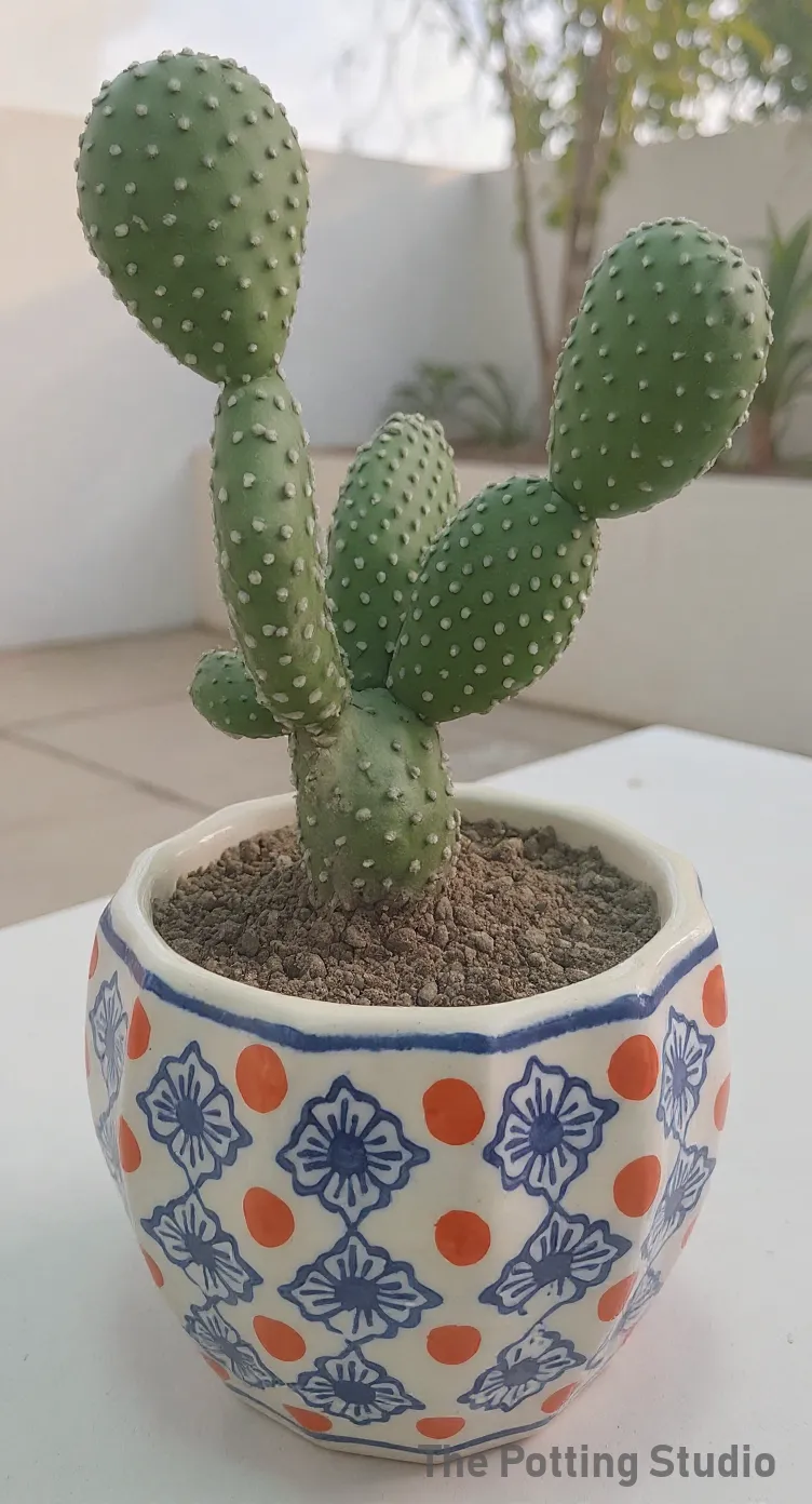 Cactus~Bunny-Ear Cactus