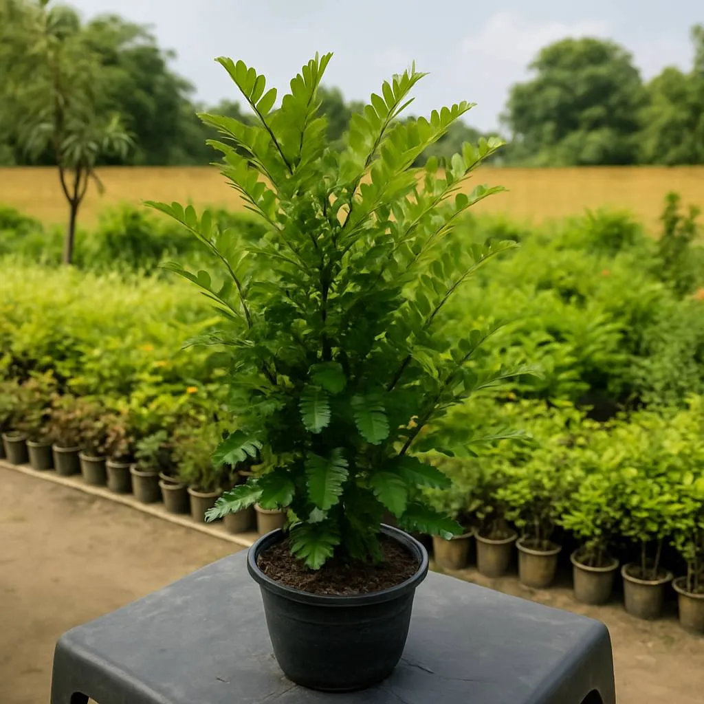 Curry Leaf Plant