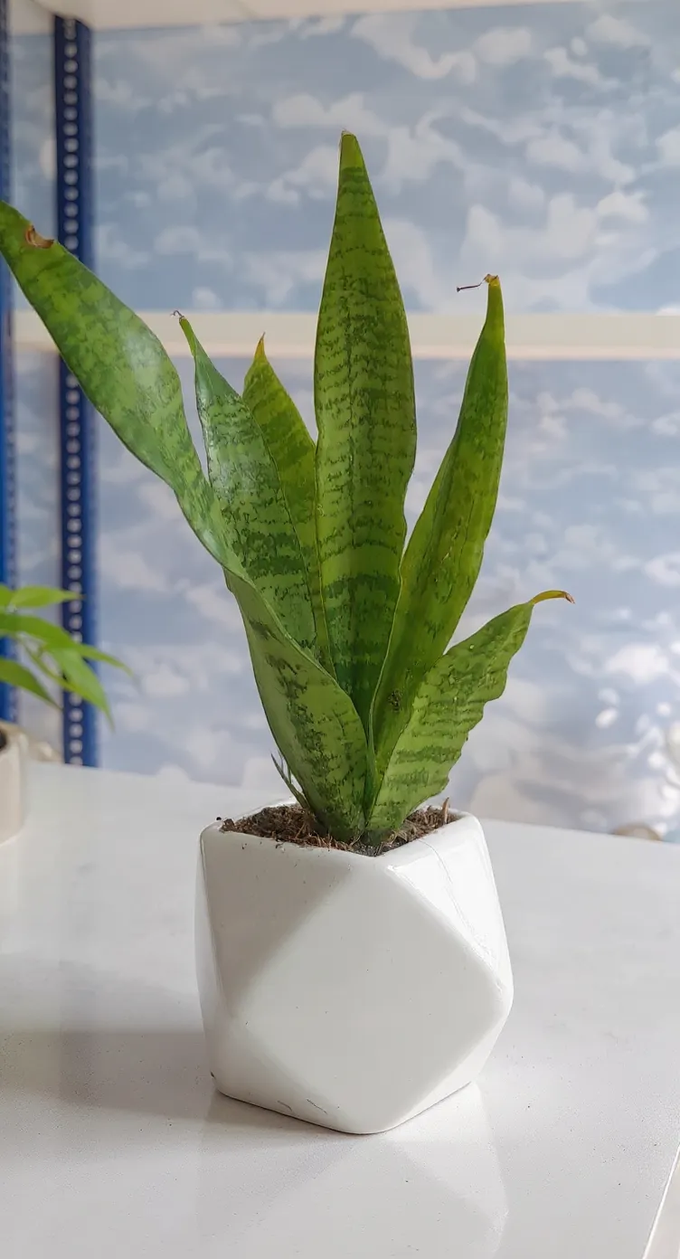 Snake Plant