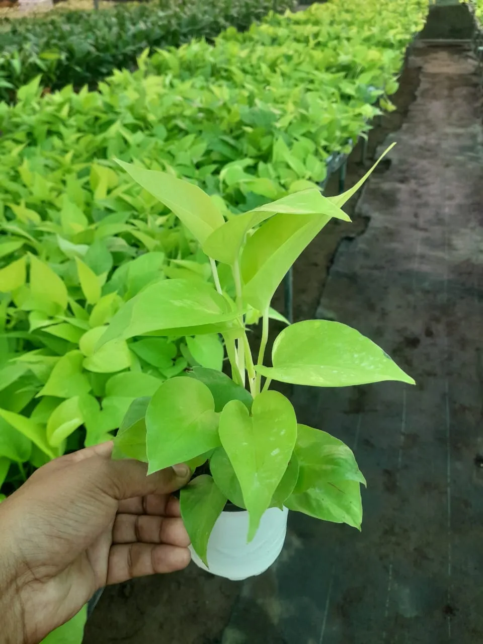 Pothos Plant