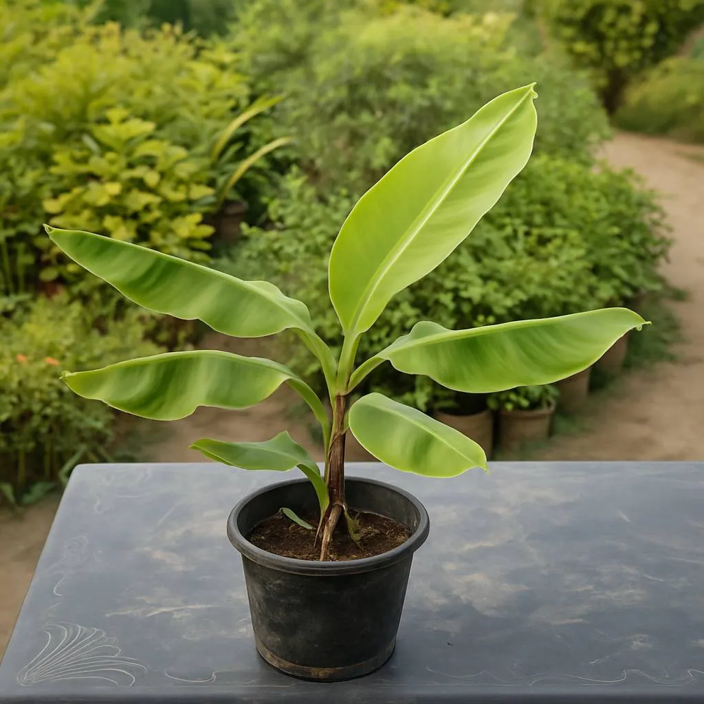 Banana Plant