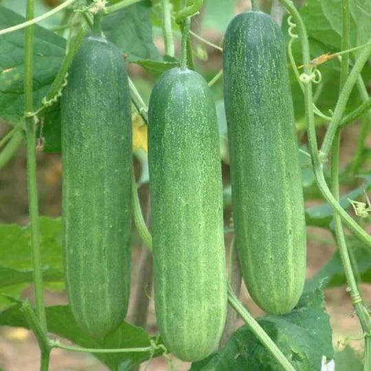 Fresh Cucumber 500g