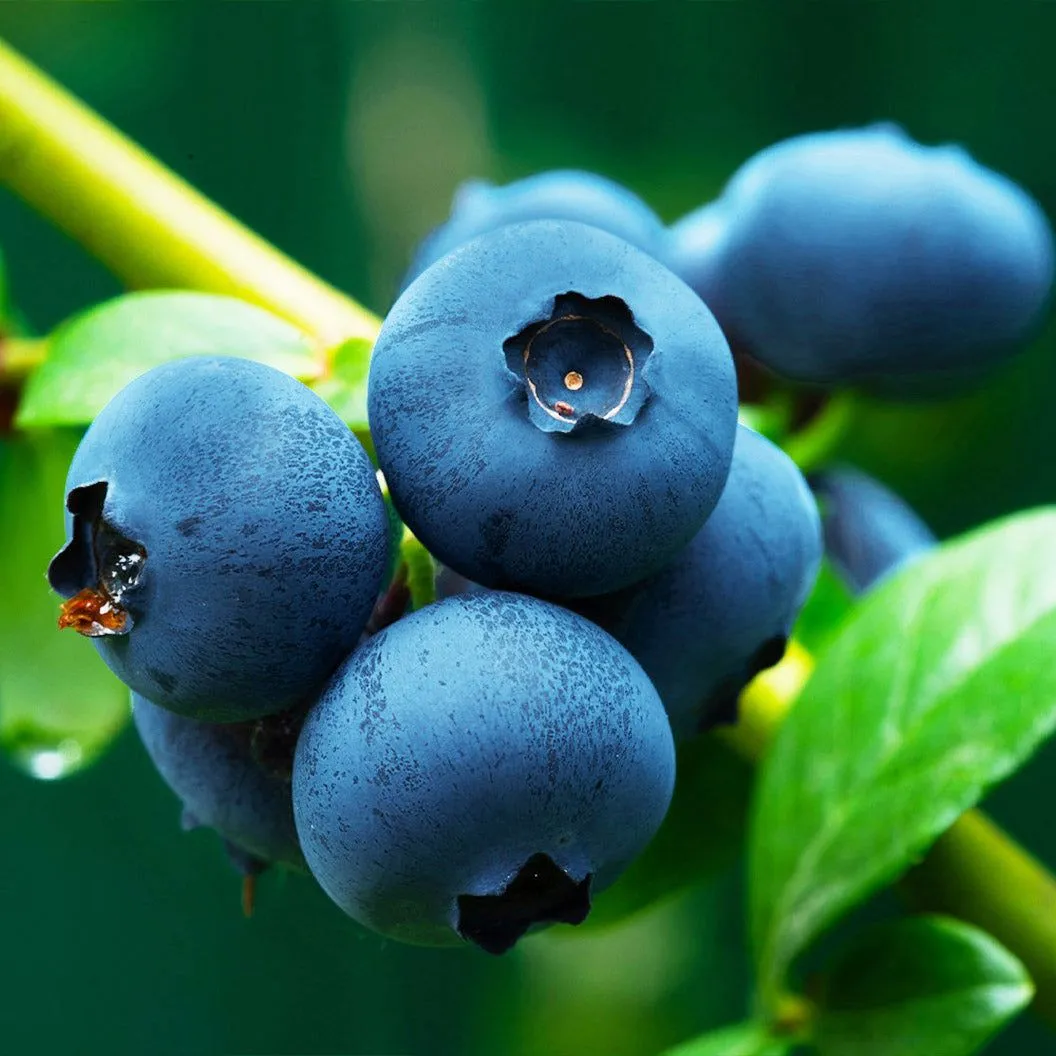 Blueberry