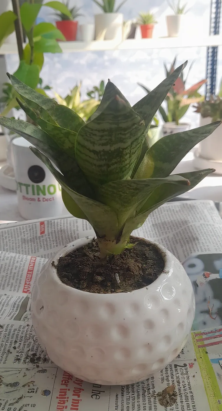 Snake Plant 2